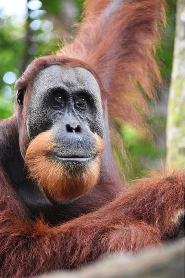 Eco Trekking Lodge, Bar & Jungle Tour'S Bukit Lawang Exterior foto