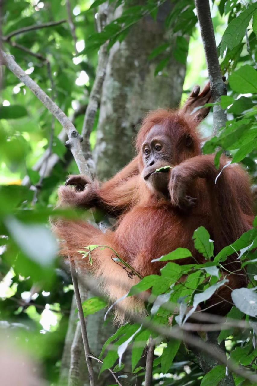 Eco Trekking Lodge, Bar & Jungle Tour'S Bukit Lawang Exterior foto